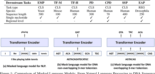 Figure 1 for Rethinking the BERT-like Pretraining for DNA Sequences