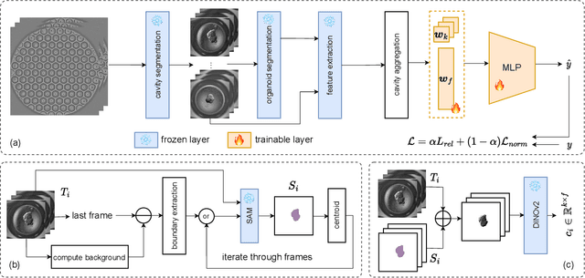 Figure 1 for Spatio-Temporal Analysis of Patient-Derived Organoid Videos Using Deep Learning for the Prediction of Drug Efficacy