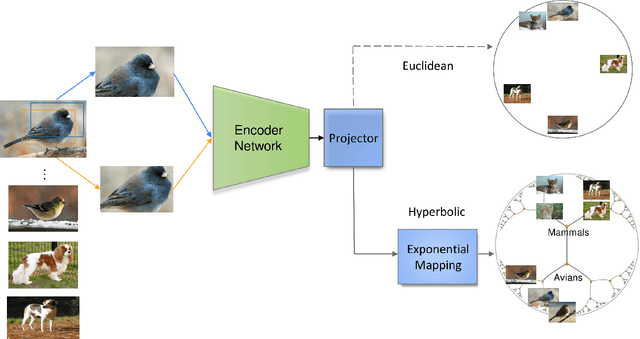 Figure 3 for Hyperbolic Contrastive Learning