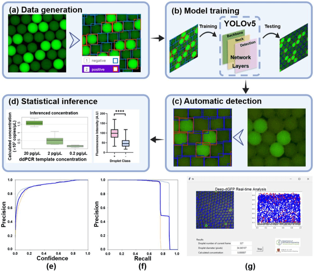 Figure 3 for Deep Learning Approach for Large-Scale, Real-Time Quantification of Green Fluorescent Protein-Labeled Biological Samples in Microreactors