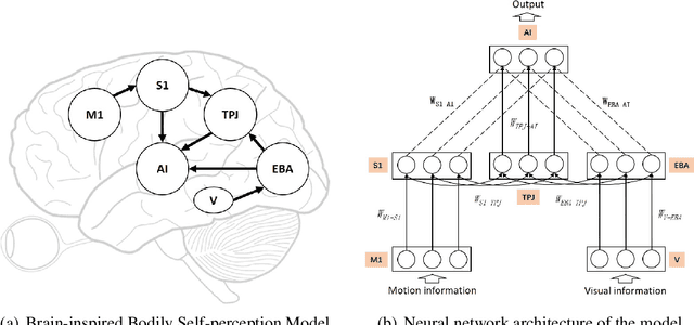 Figure 1 for Brain-inspired bodily self-perception model that replicates the rubber hand illusion