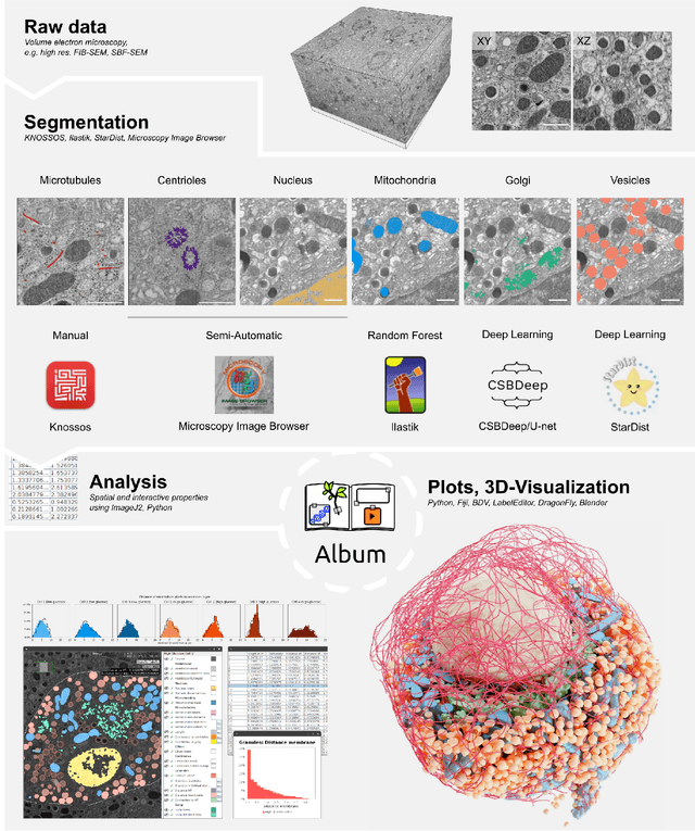 Figure 1 for Organelle-specific segmentation, spatial analysis, and visualization of volume electron microscopy datasets